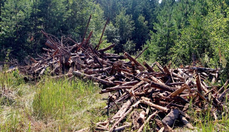 Посилено контроль за дотриманням законодавства з охорони лісів